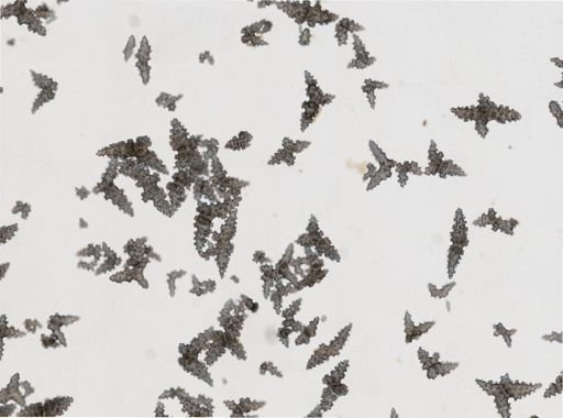 Plexaurella dichotoma