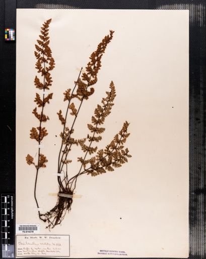 Cheilanthes vestita