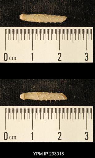 Archaeocidaris sp.