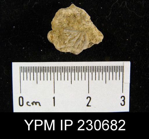 Spiriferina kentuckiensis