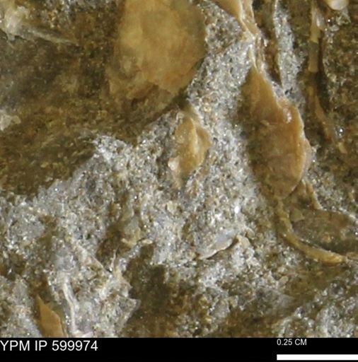 undet. Bivalvia