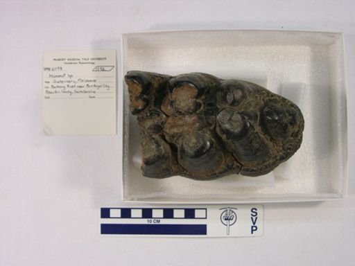 Mammut sp.
