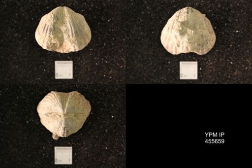 Platystrophia ponderosa