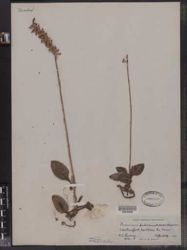 Peramium pubescens