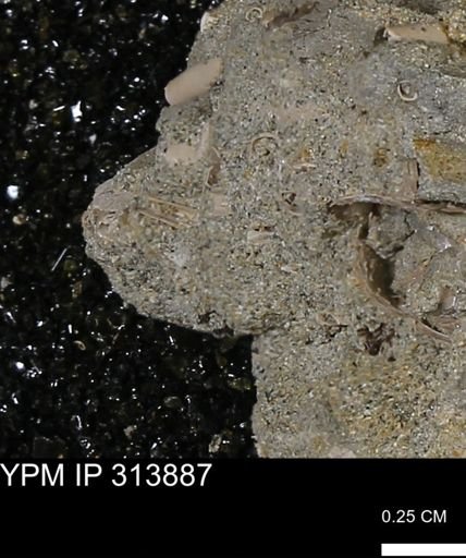 undet. Scaphopoda
