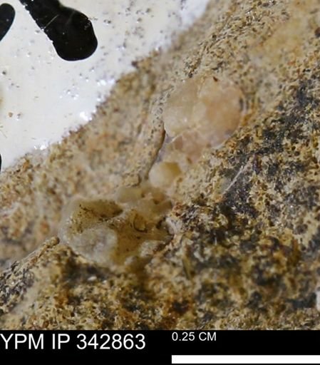 undet. Scaphitidae