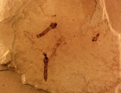 undet. Tipulidae