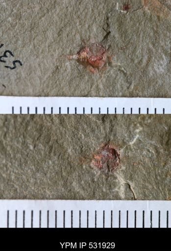 undet. Xiphosurida