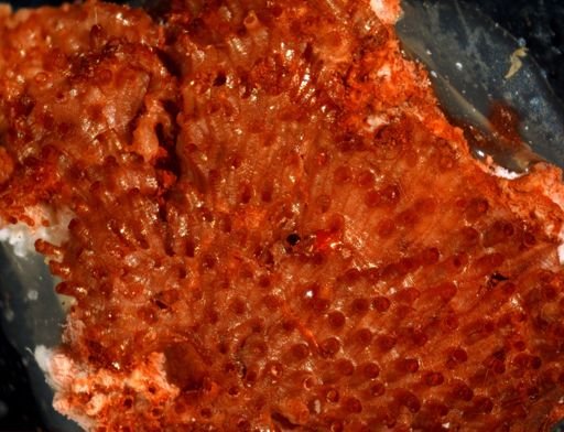 Tubulipora egregia