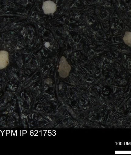 undet. Heterohelicidae
