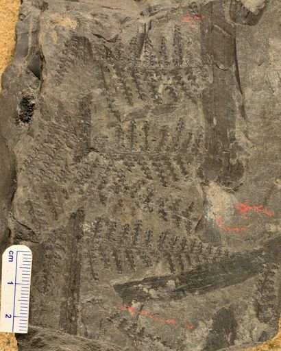 Alloiopteris sp.