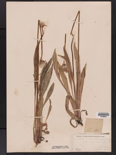 Agoseris
