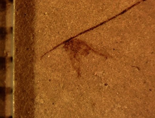 Auchenorrhyncha?