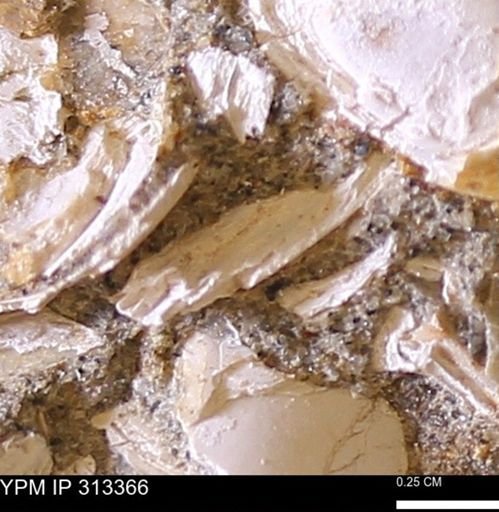 Corbicula sp.