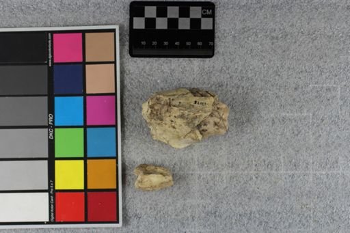 Oreodon culbertsonii