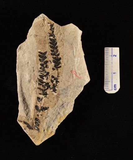 Dicksonia lobifolia