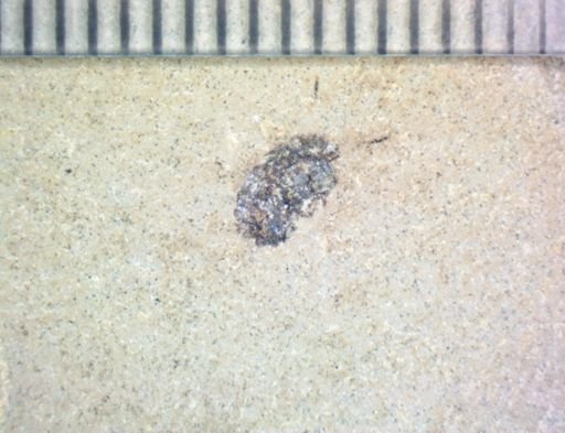 undet. Coleoptera
