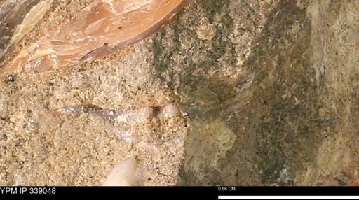 undet. Bivalvia