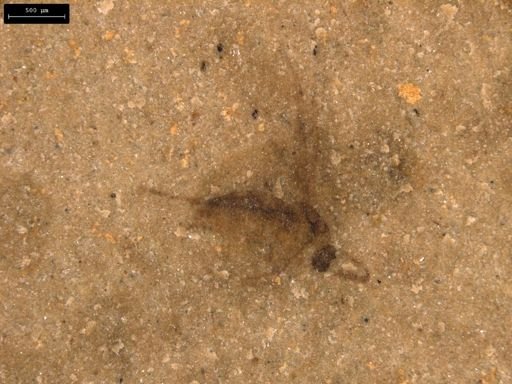 taxon undetermined