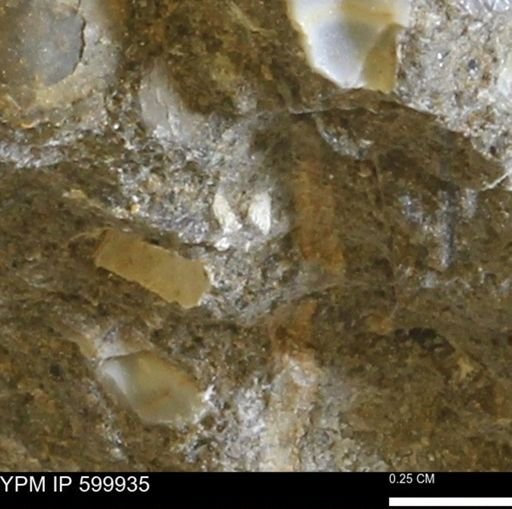 undet. Bivalvia