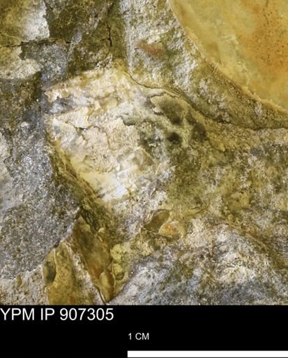 undet. Mollusca