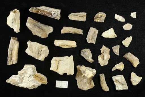 undet. Actinopterygii