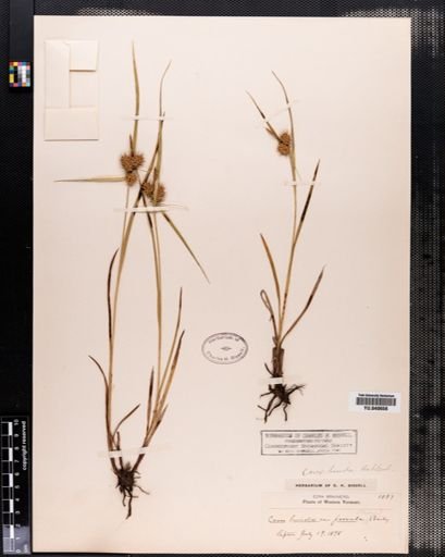 Carex lurida