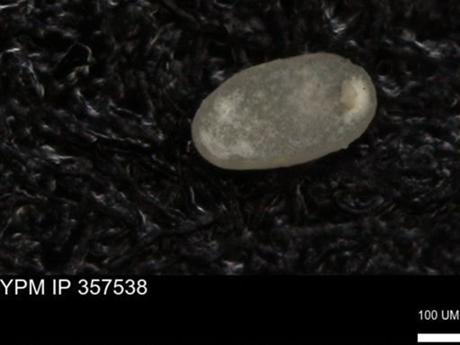 undet. Ostracoda