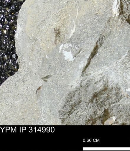 undet. Mollusca