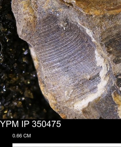 Limopsis striatopunctatus