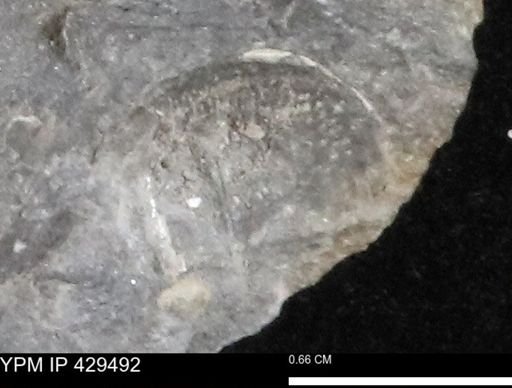 Devonochonetes sp.