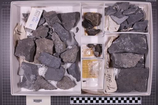 mixed taxa, stratigraphic collection