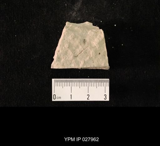 undet. Hexapoda
