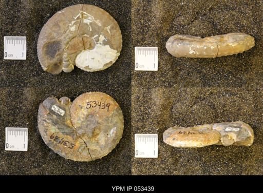 Discoscaphites conradi