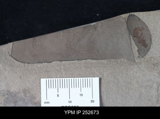 Eurypterus sp.