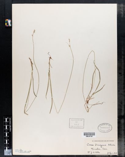 Carex deweyana