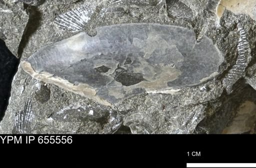 Pseudoptera sp.