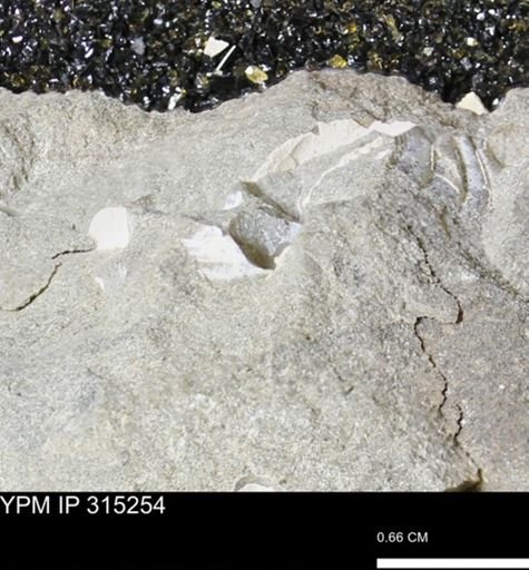 undet. Scaphitidae