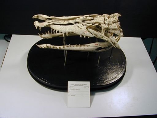 Crocodylus acutus