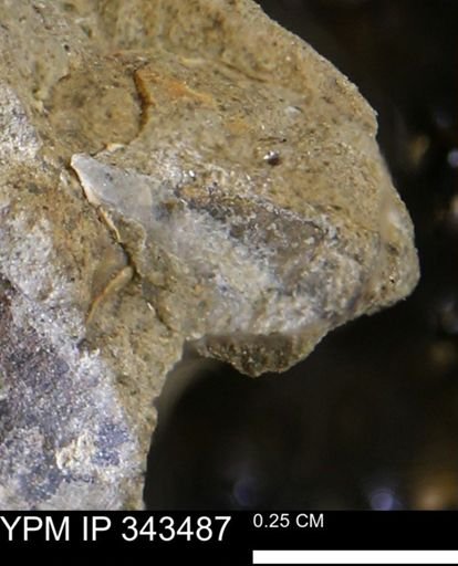 undet. Mollusca
