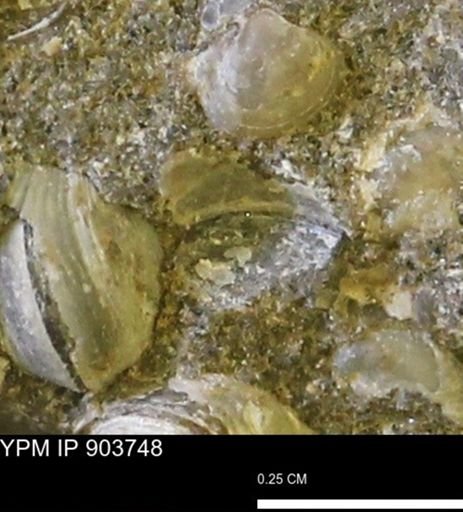 Corbulamella sp.