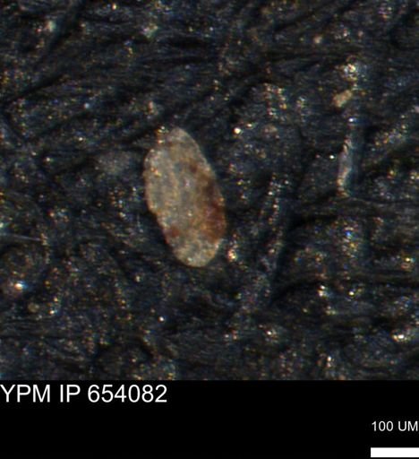 Spirolocammina planula