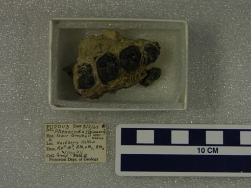 Phenacodus intermedius