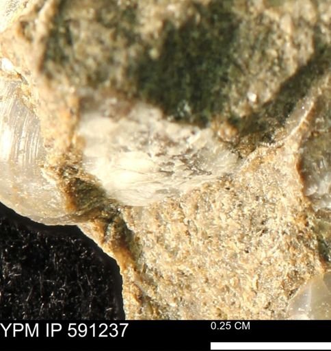 undet. Bivalvia