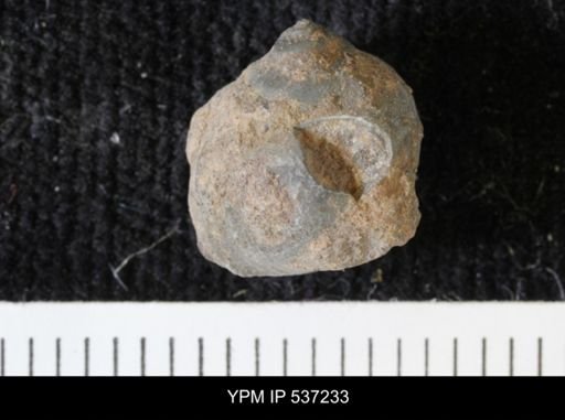 Viviparus montanaensis