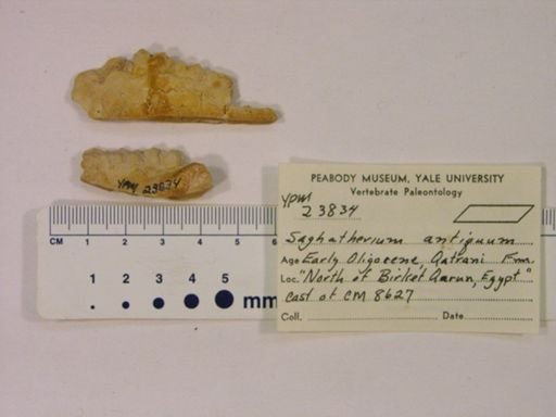 Saghatherium antiquum