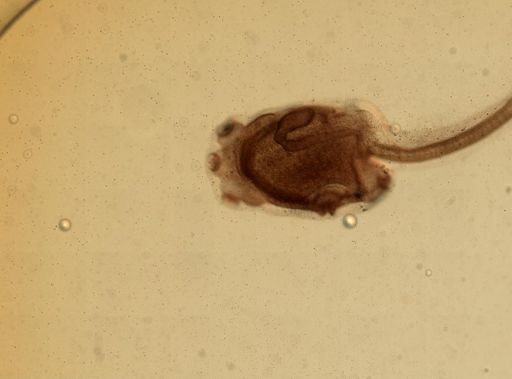 Ecteinascidia turbinata