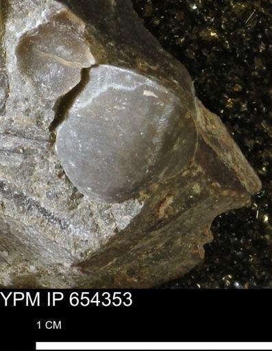 undet. Bivalvia