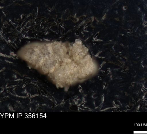 undet. Foraminiferida