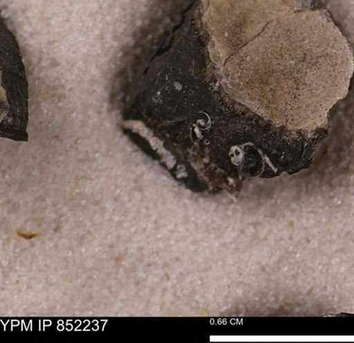undet. Gastropoda